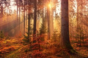 Gli alberi “mangia plastica” che ripuliscono l’ambiente