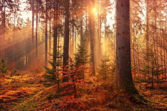 Gli alberi “mangia plastica” che ripuliscono l’ambiente Gli alberi “mangia plastica” che ripuliscono l’ambiente