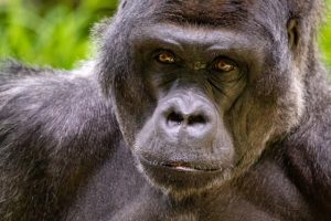Anche oranghi e bonobo vaccinati contro il Covid-19