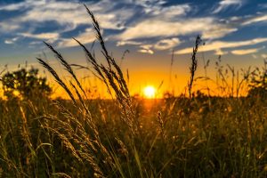 Agricola Meo, il trionfo dell’agricoltura sostenibile italiana