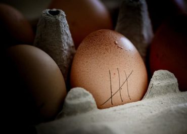 Uova di gallina dell'azienda Ovo Sgabbiato