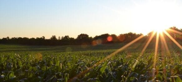 Azienda Agricola Spedale Mugello Filera Caf
