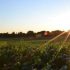 Azienda Agricola Spedale Mugello Filera Caf