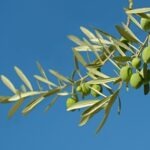 Il progetto EVO POP dell’azienda La Faretra: quando l’olio extravergine d’oliva incontra l’arte