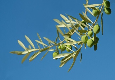 Il progetto EVO POP dell’azienda La Faretra: quando l’olio extravergine d’oliva incontra l’arte